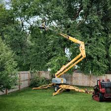 Best Palm Tree Trimming  in Poynette, WI