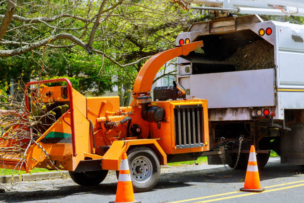 How Our Tree Care Process Works  in  Poynette, WI