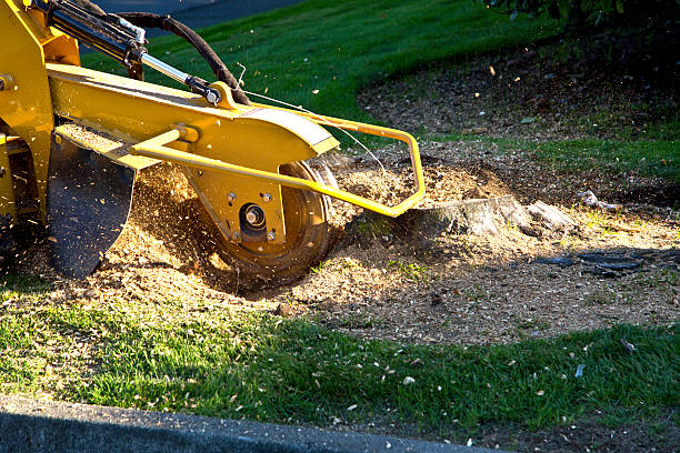 Leaf Removal in Poynette, WI