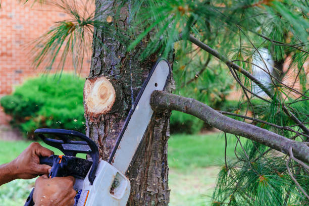 Professional Tree Care Services in Poynette, WI